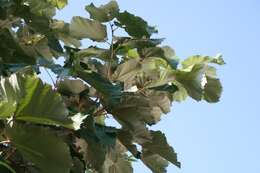 Image of Pterospermum acerifolium (L.) Willd.