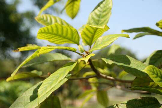 Image de Sterculia parviflora Roxb.