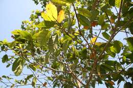 Image of Sterculia parviflora Roxb.