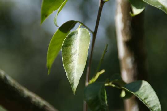 Atalantia buxifolia (Poir.) Oliv. resmi