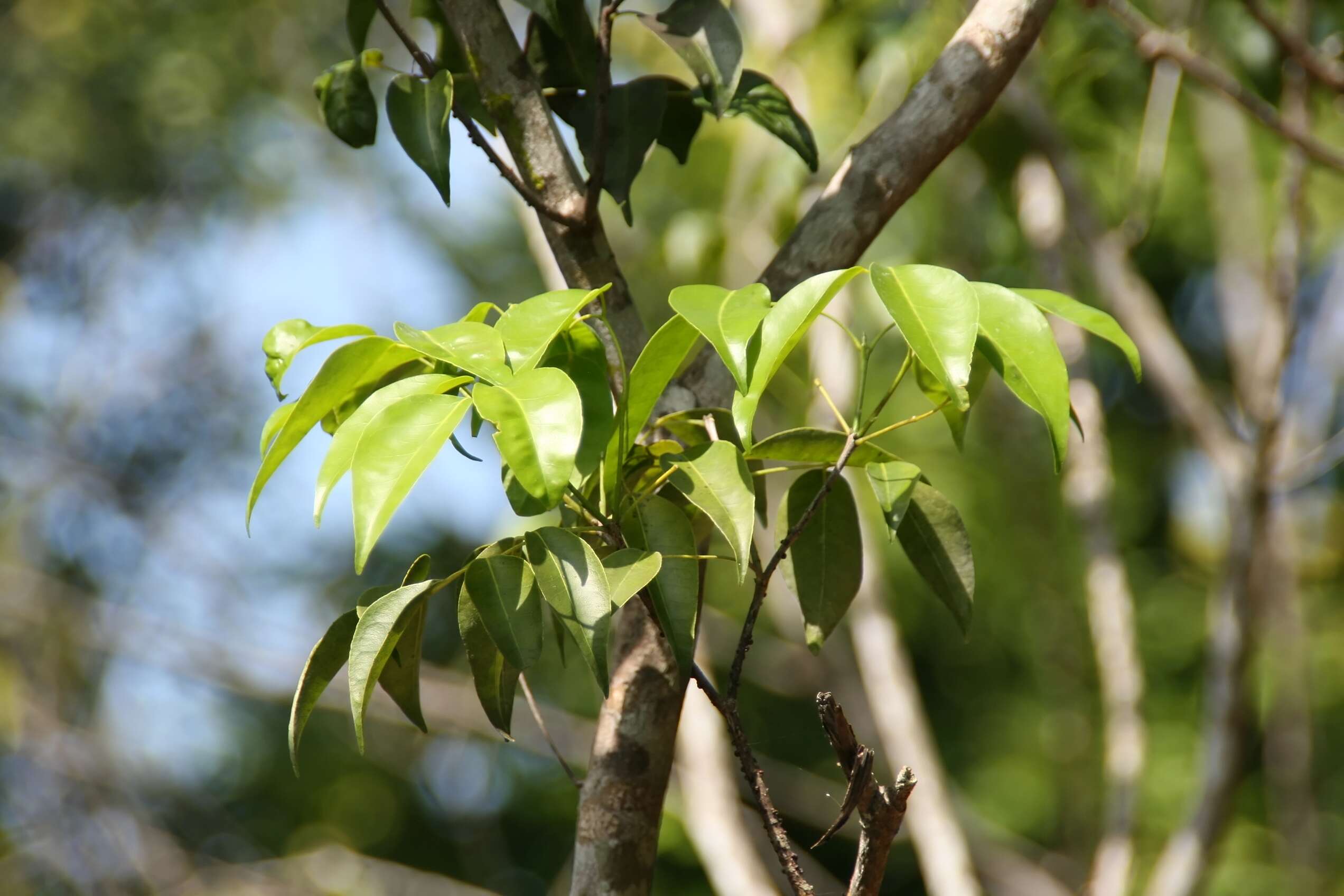 Atalantia buxifolia (Poir.) Oliv. resmi