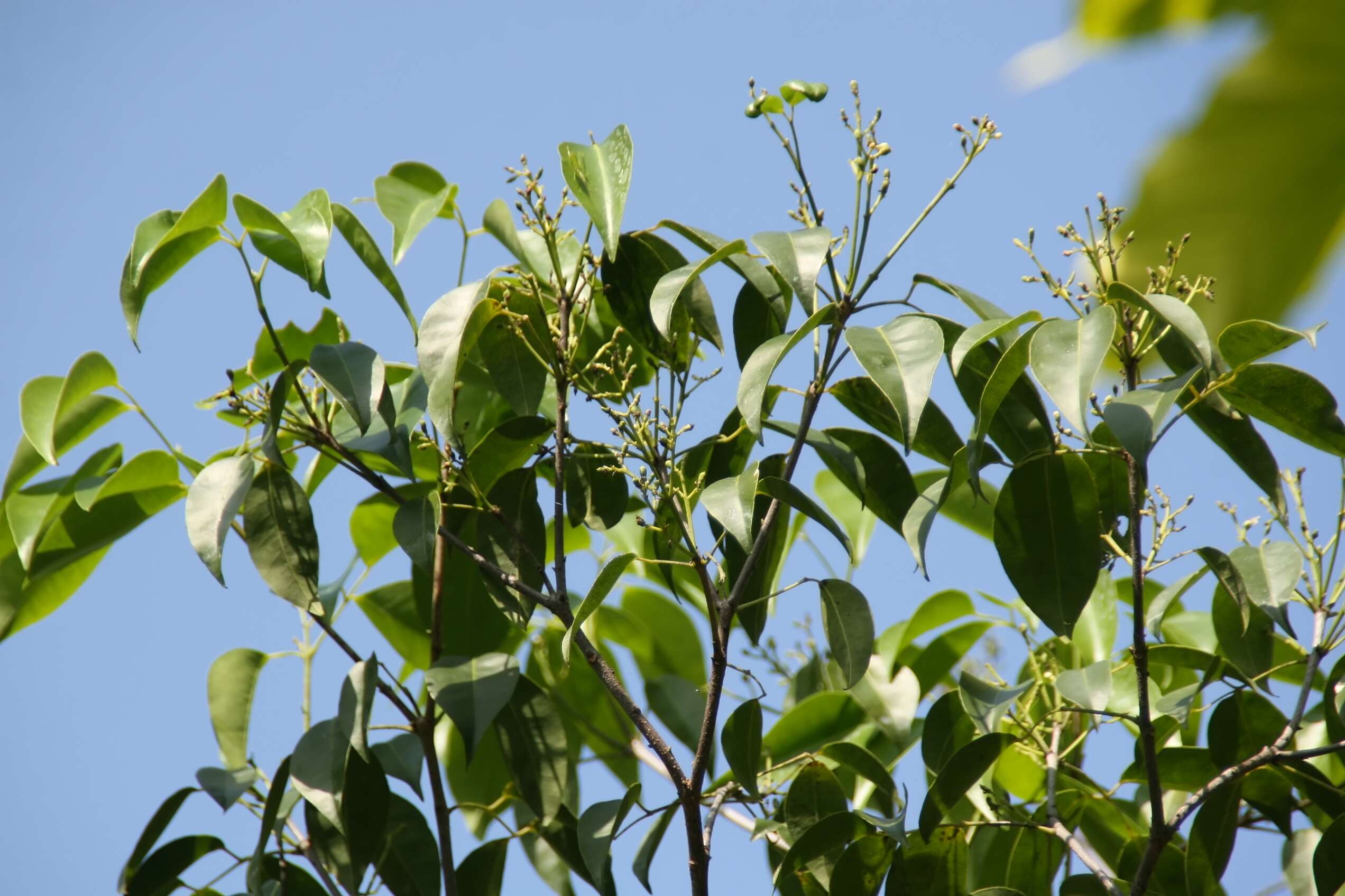 Atalantia buxifolia (Poir.) Oliv. resmi