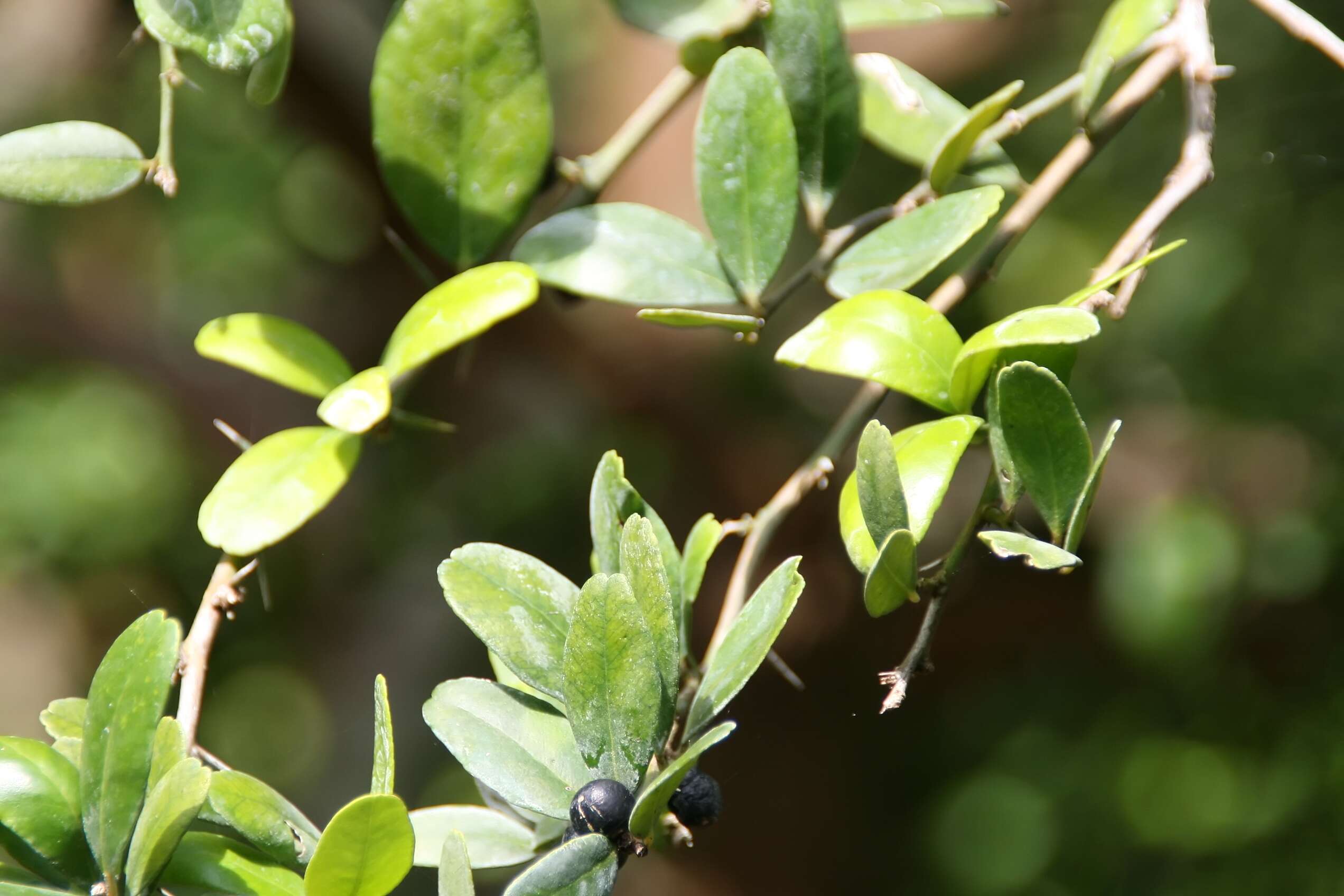 Atalantia buxifolia (Poir.) Oliv. resmi