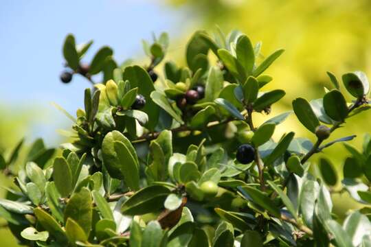 Atalantia buxifolia (Poir.) Oliv. resmi