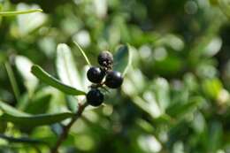 Atalantia buxifolia (Poir.) Oliv. resmi