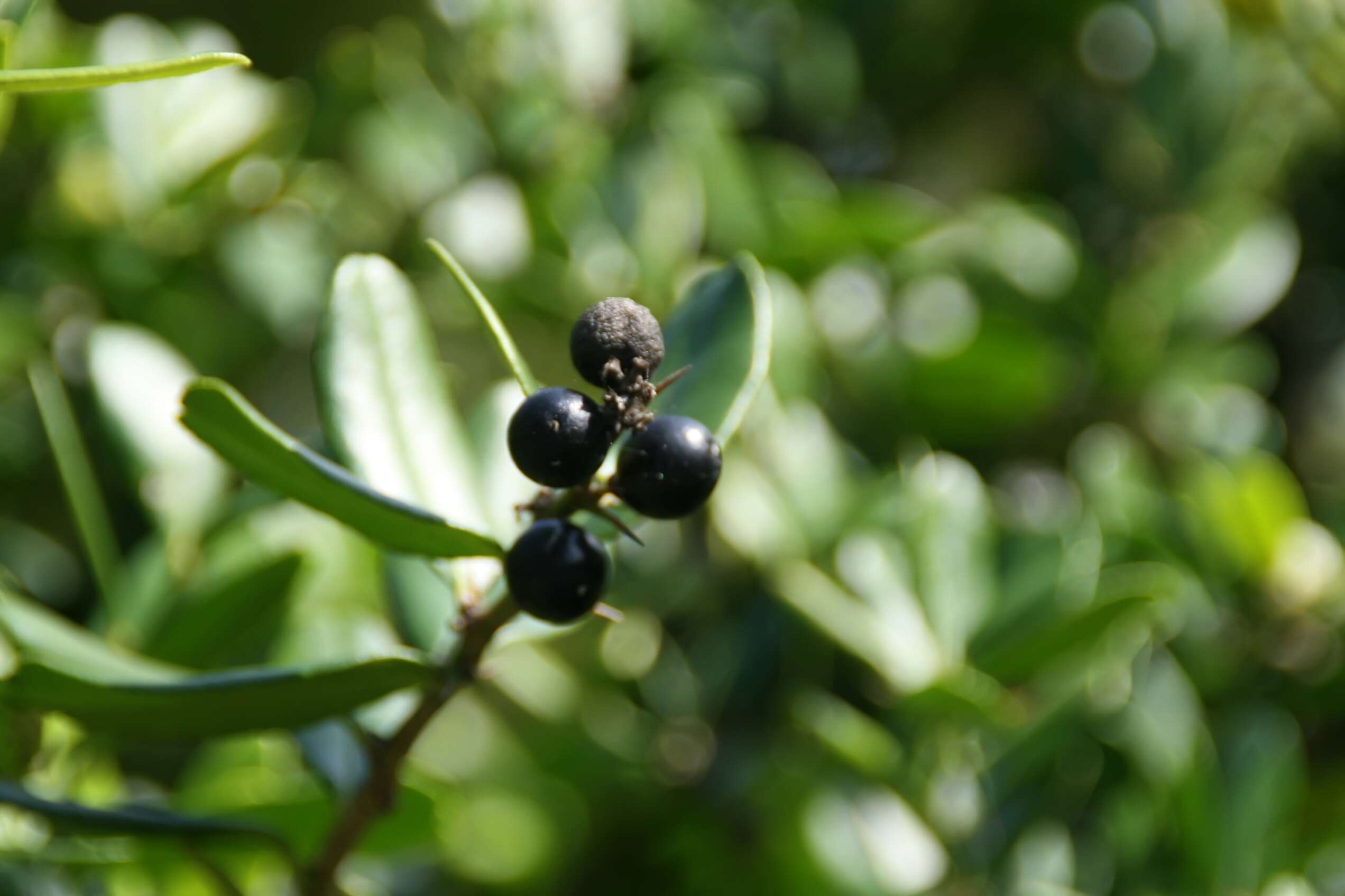 Atalantia buxifolia (Poir.) Oliv. resmi