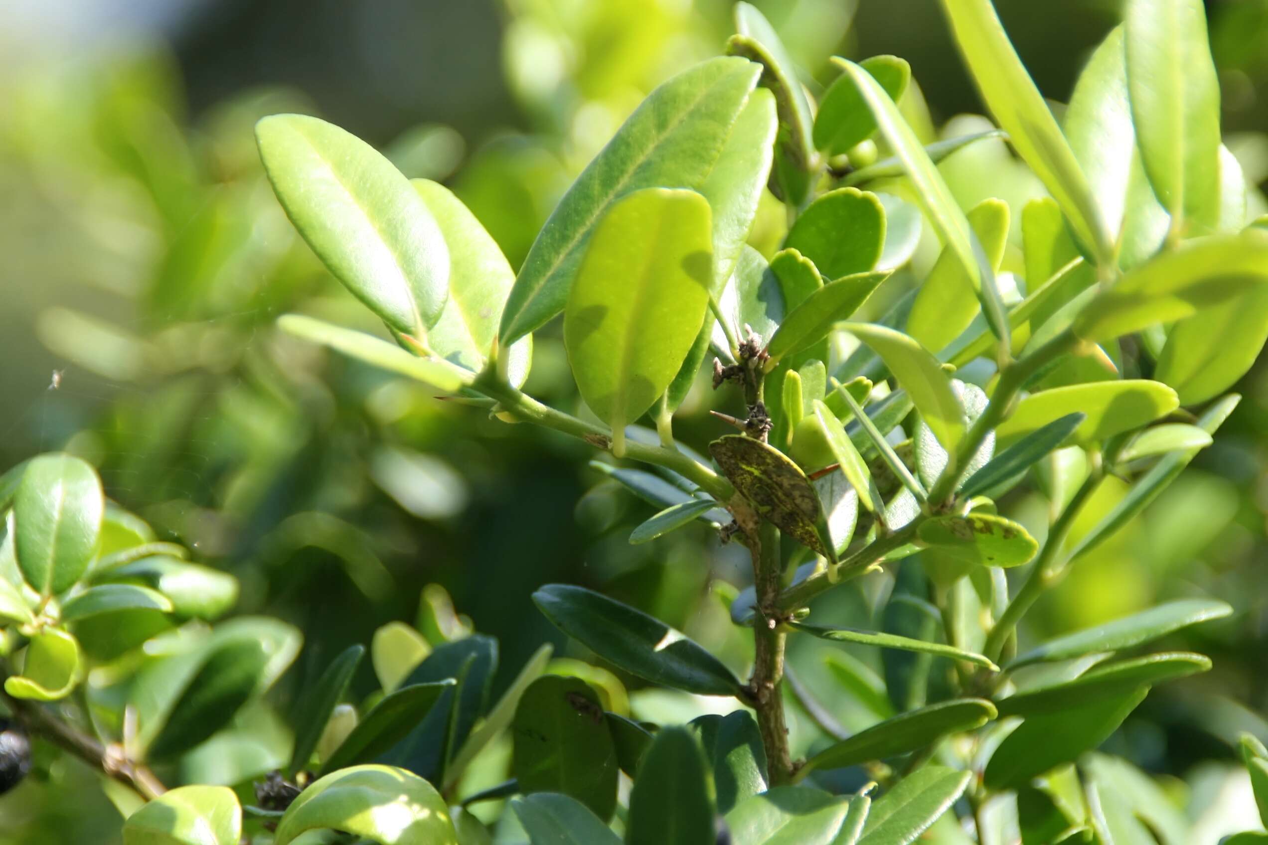 Atalantia buxifolia (Poir.) Oliv. resmi