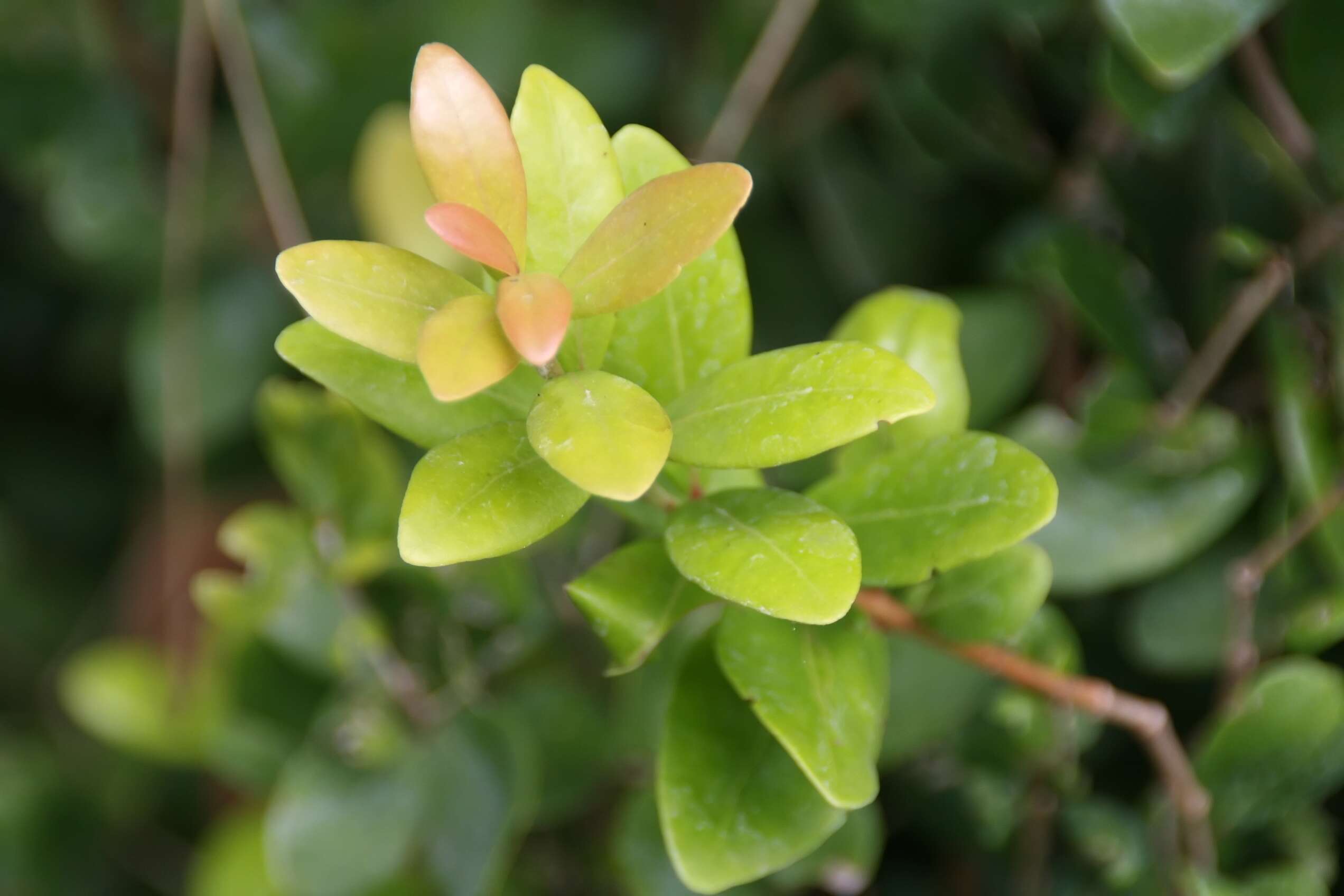 Image of boxleaf stopper