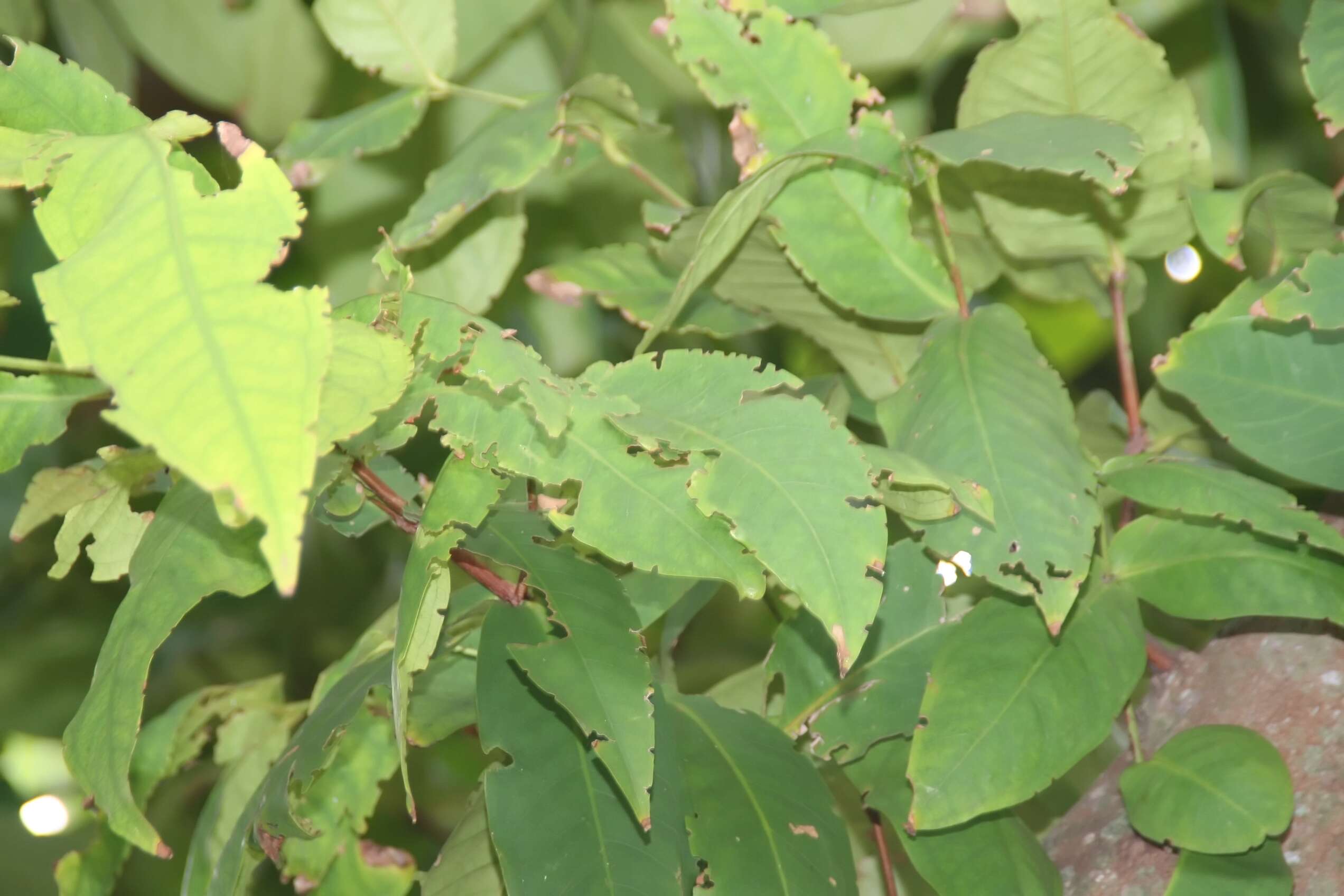 Слика од Syzygium samarangense (Bl.) Merr. & L. M. Perry