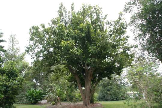 Imagem de Syzygium samarangense (Bl.) Merr. & L. M. Perry