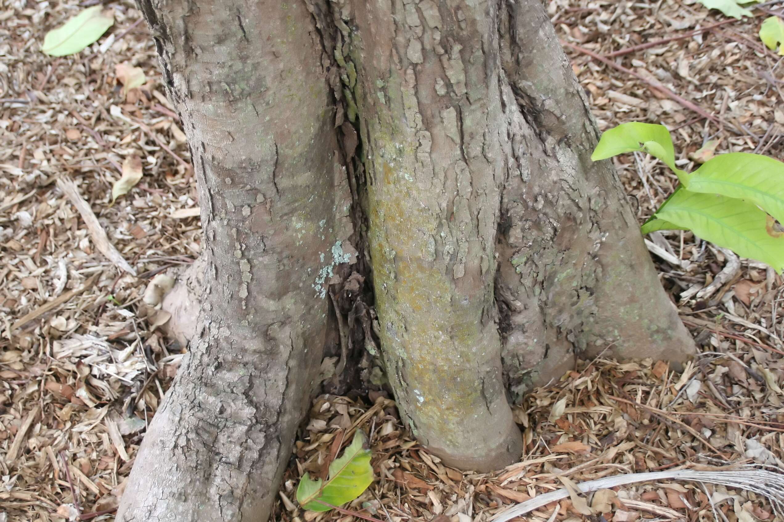 Imagem de Syzygium samarangense (Bl.) Merr. & L. M. Perry