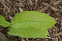 Слика од Syzygium samarangense (Bl.) Merr. & L. M. Perry