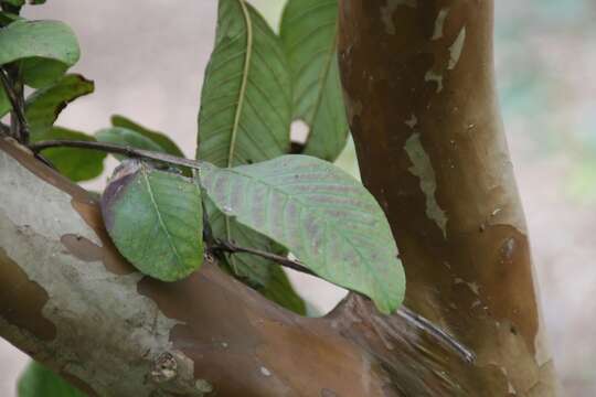 Image of guava