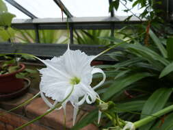 Image of beach spiderlily