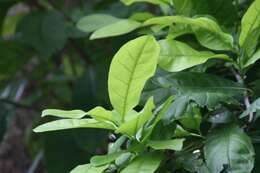 Image of Ehretia tinifolia L.