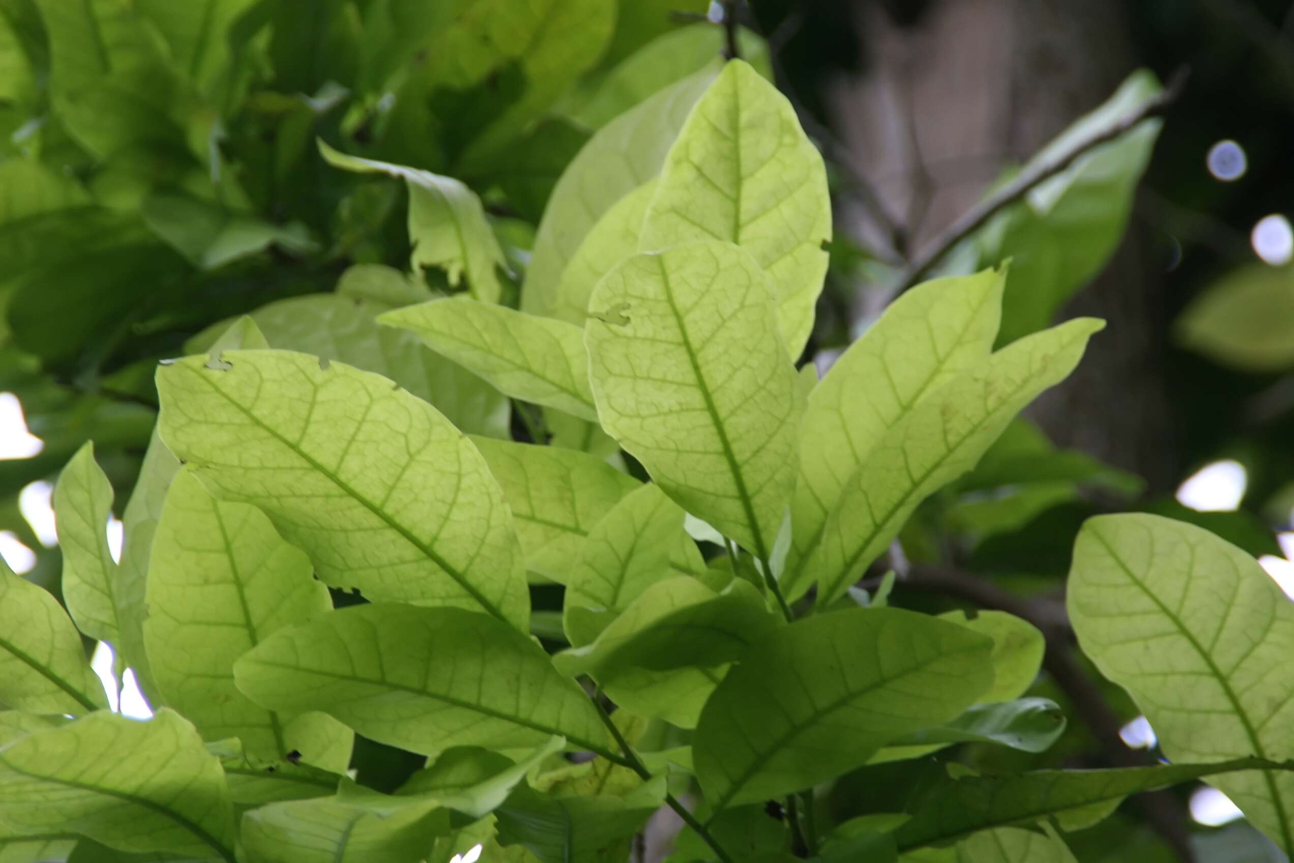 Image of Ehretia tinifolia L.