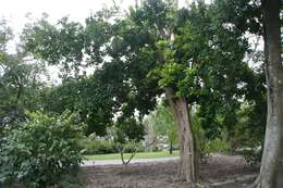 Image of Ehretia tinifolia L.