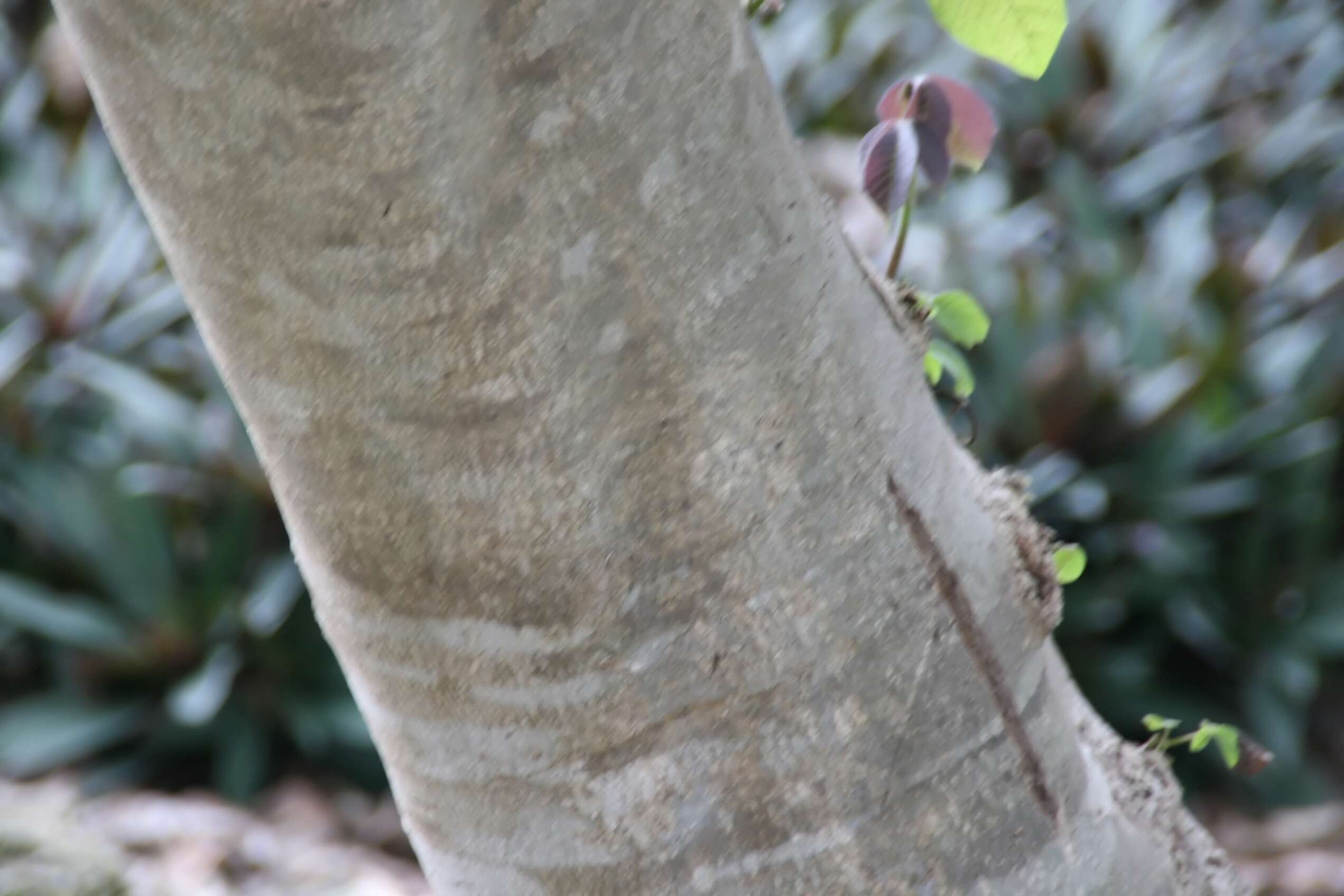 Imagem de Vitex gaumeri Greenm.