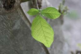 Слика од Vitex gaumeri Greenm.