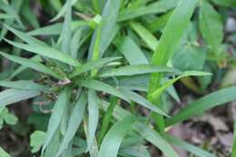 Image de Ruellia simplex Wright