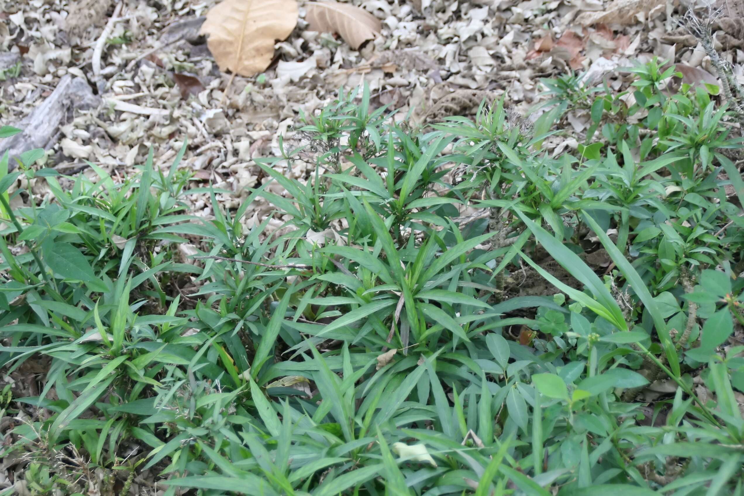 Image de Ruellia simplex Wright