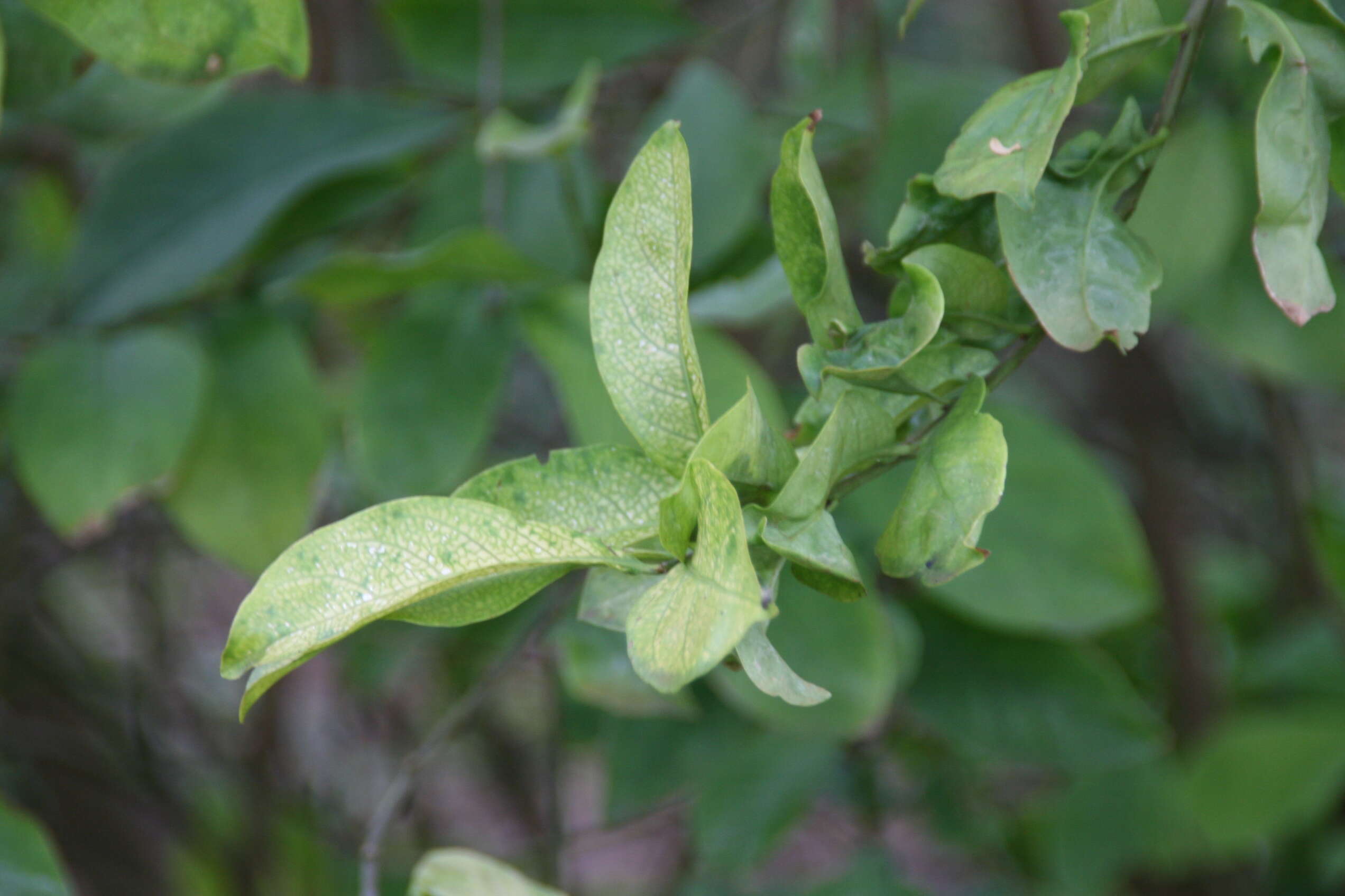 Image of Jamaica raintree