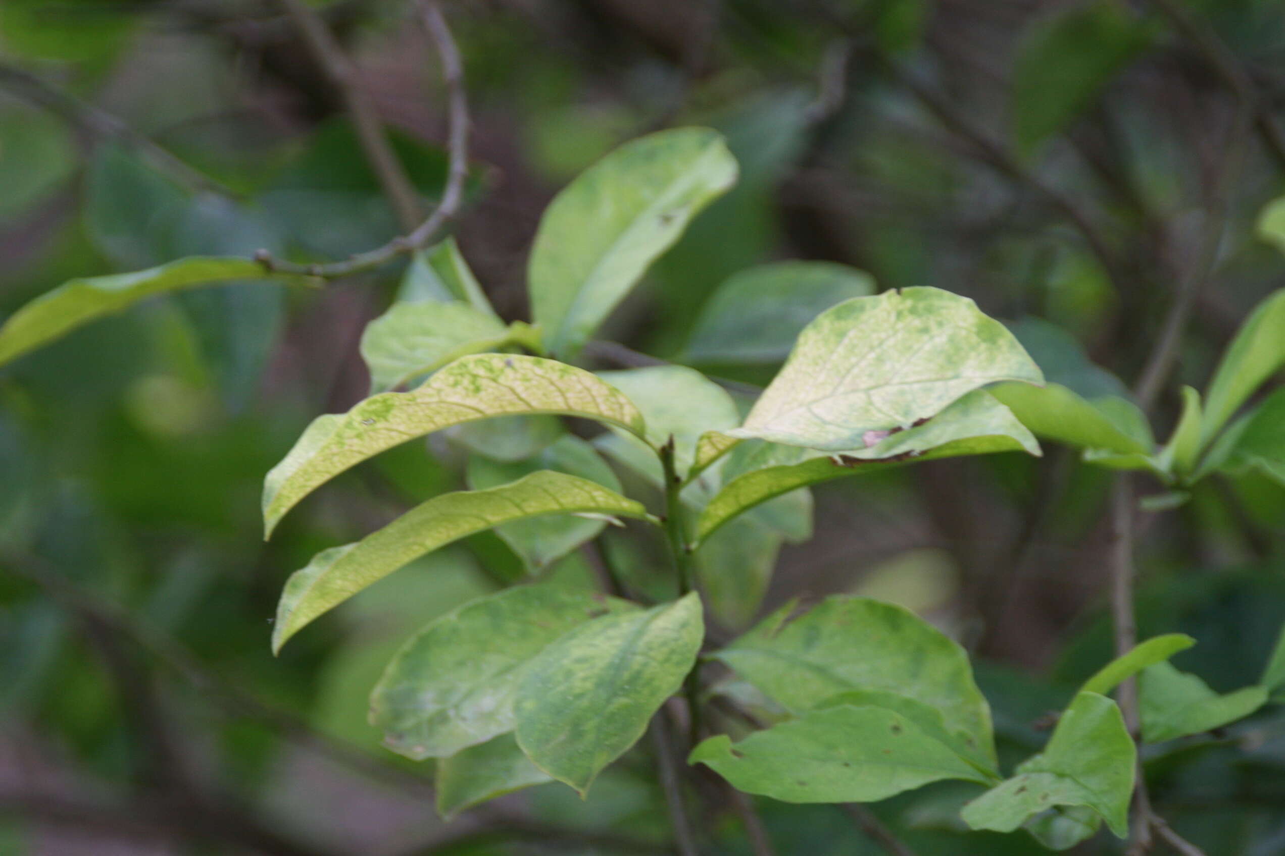 Image of Jamaica raintree