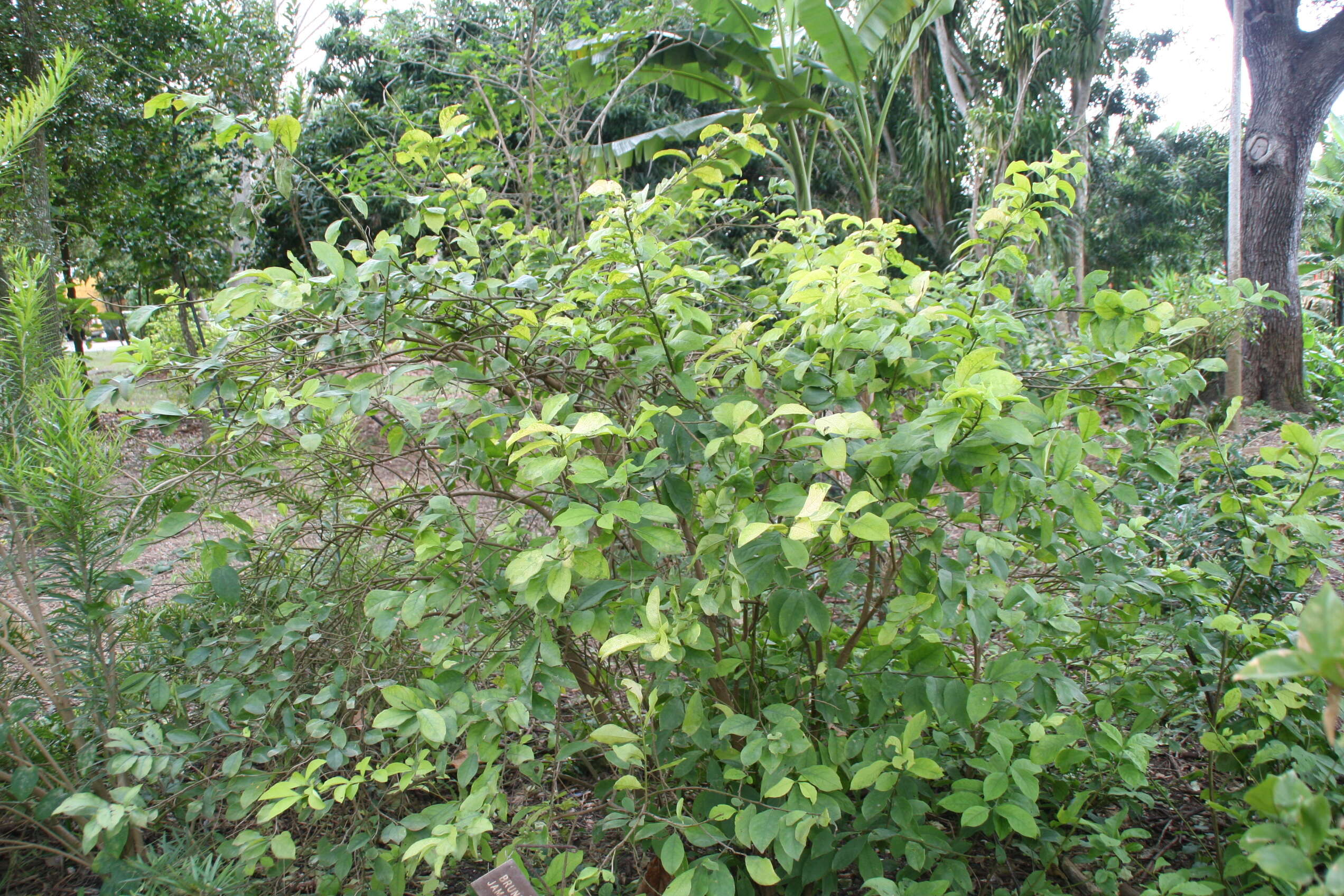 Image of Jamaica raintree