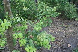 Image of Jamaica raintree