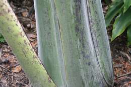 Image of Ensete glaucum (Roxb.) Cheesman