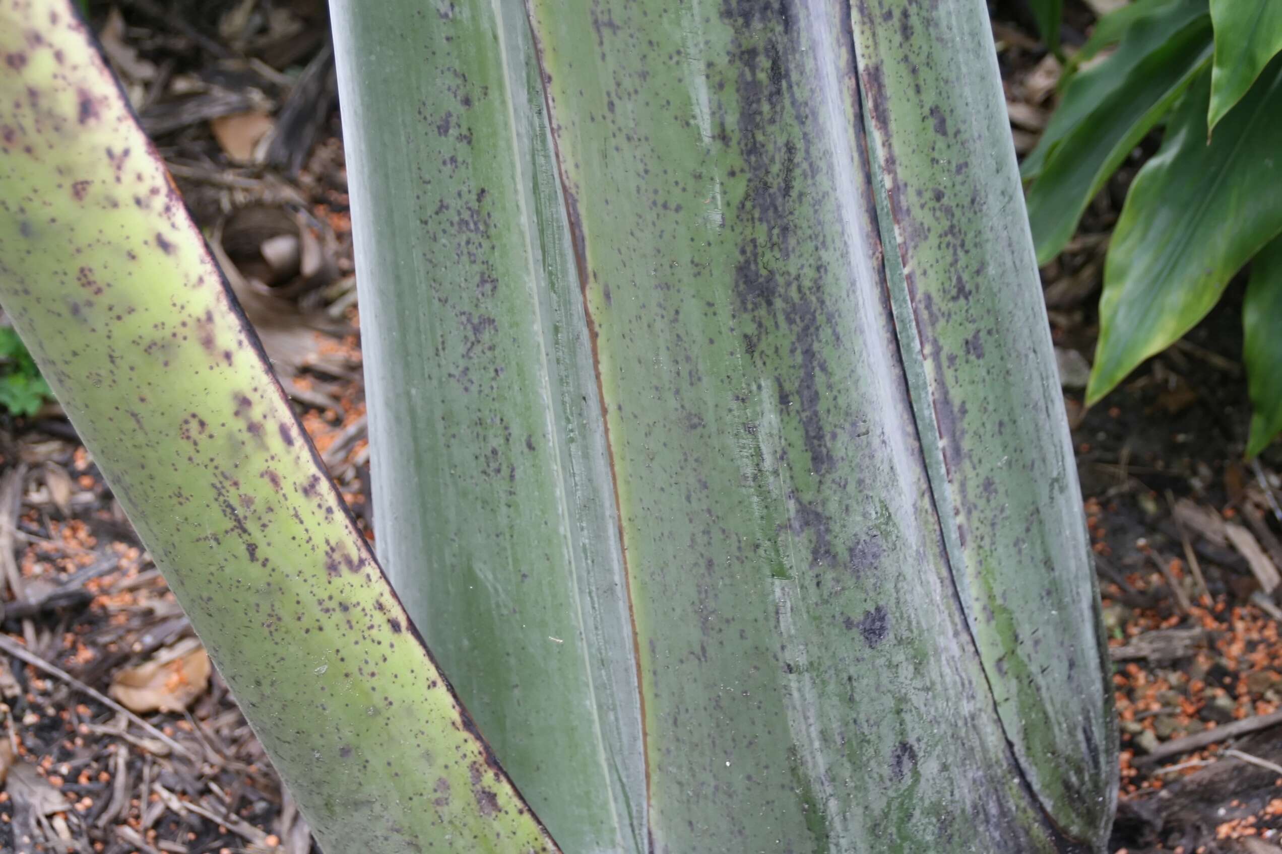 Image of Ensete glaucum (Roxb.) Cheesman