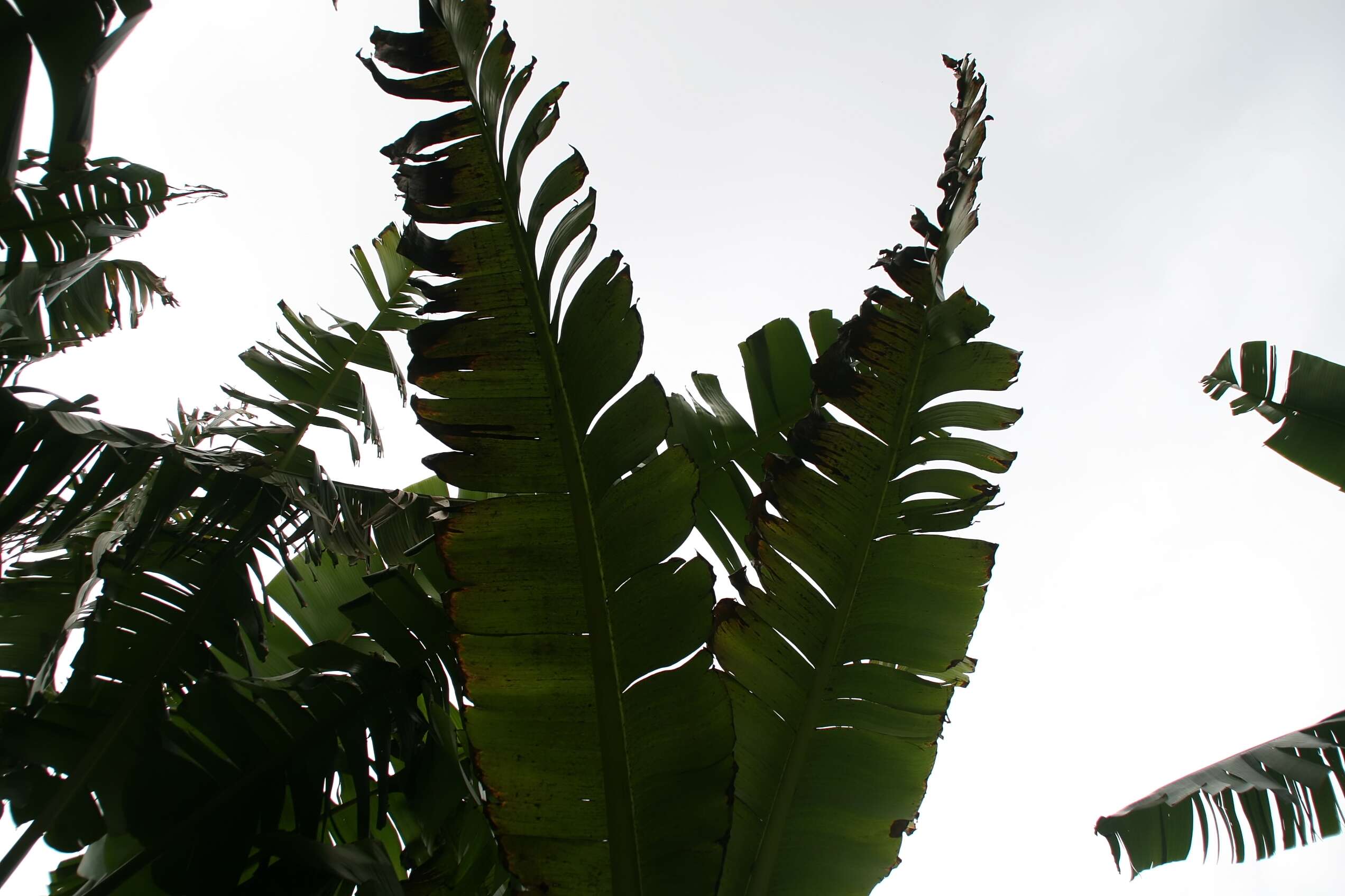 Image of Ensete glaucum (Roxb.) Cheesman