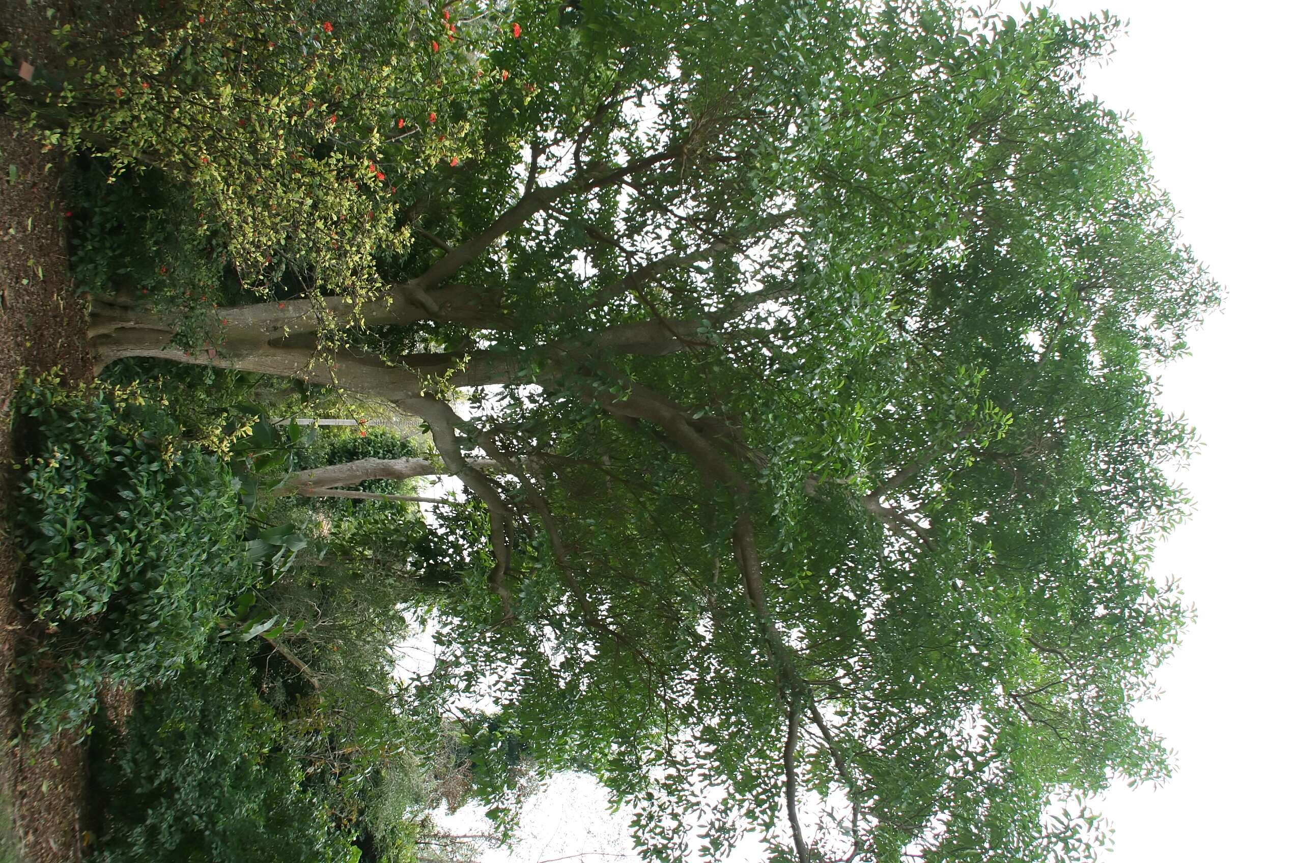 Image of Tabernaemontana arborea J. N. Rose ex J. D. Sm.