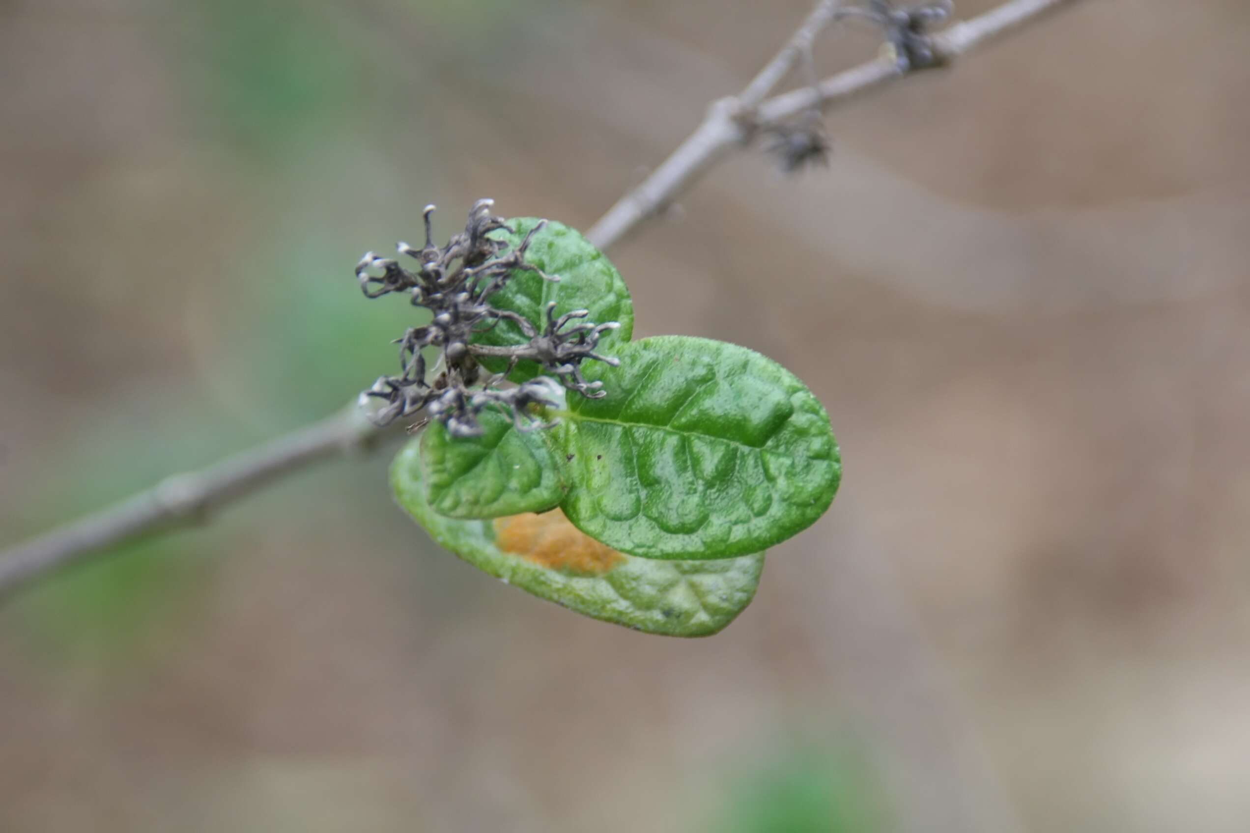 Image of Rondeletia odorata Jacq.