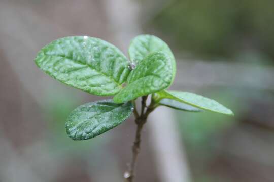 Image of Rondeletia odorata Jacq.