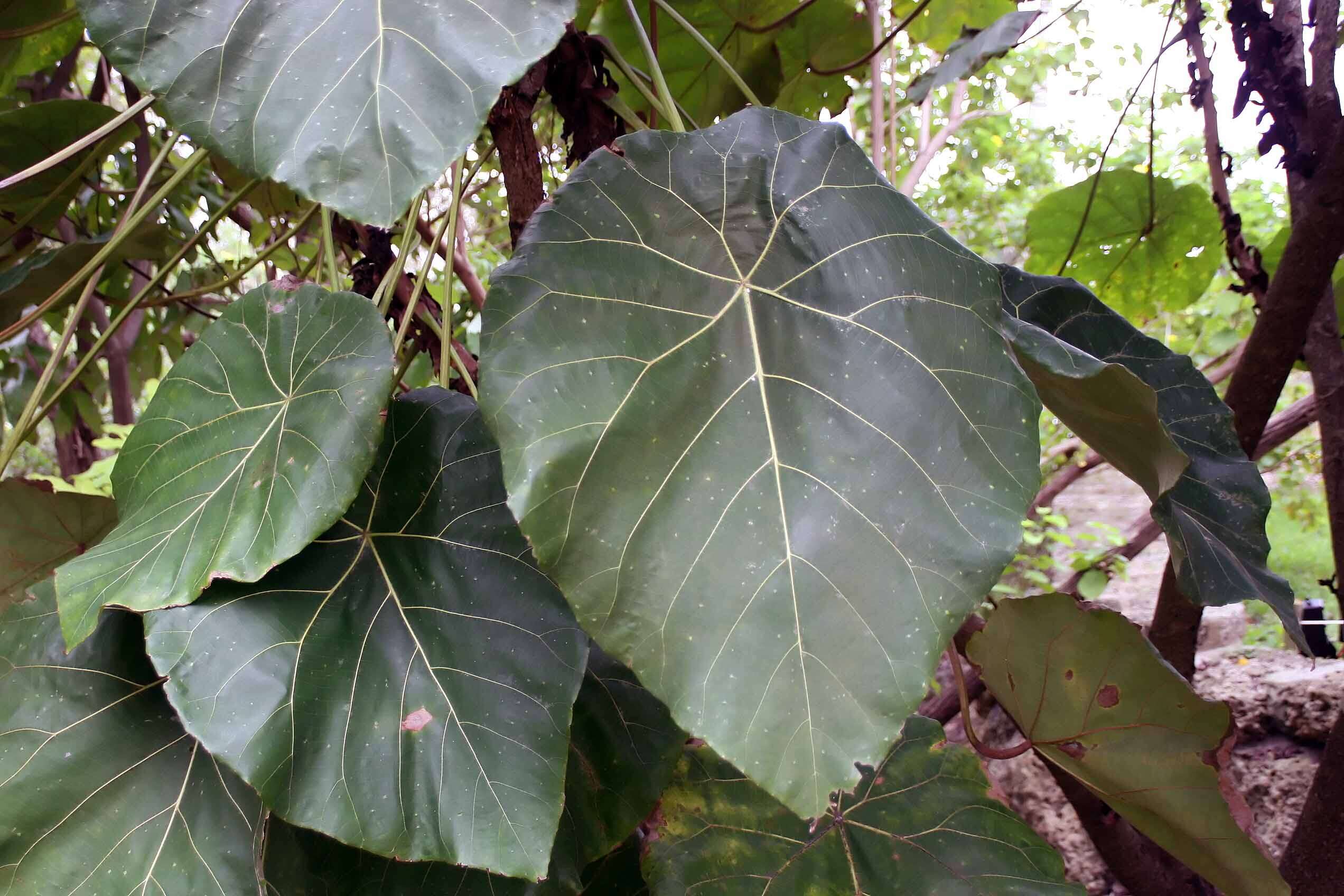 Image of Macaranga grandifolia (Blanco) Merr.