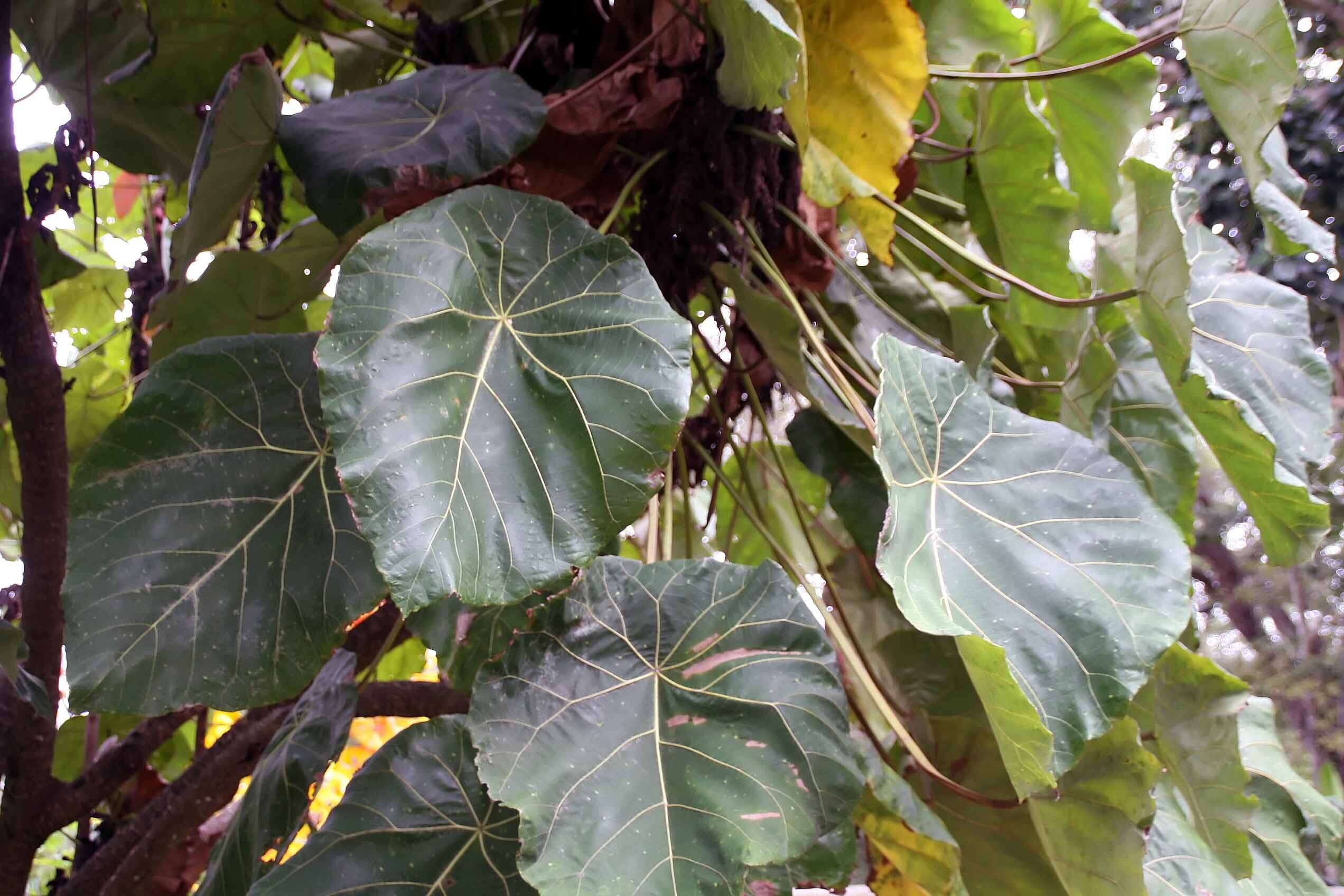 Image of Macaranga grandifolia (Blanco) Merr.