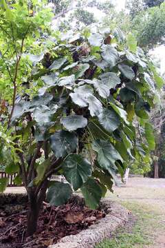 Image of Macaranga grandifolia (Blanco) Merr.