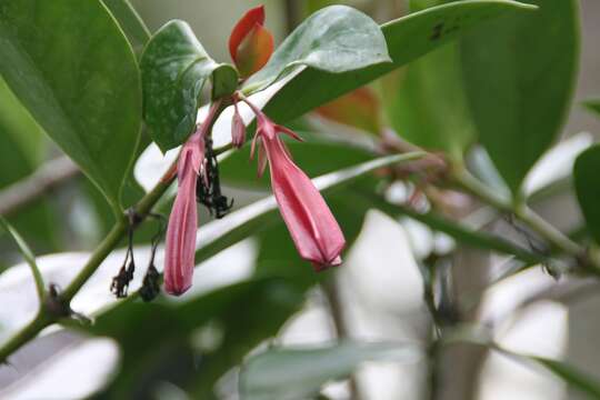 Sivun Portlandia coccinea Sw. kuva