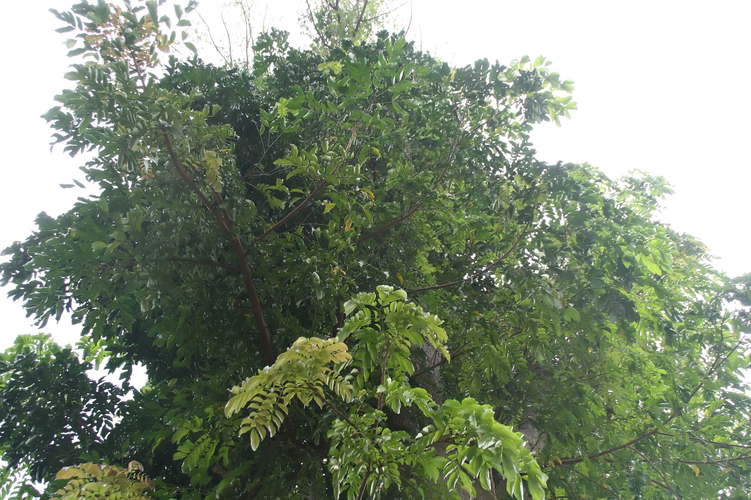 Image of Wallaceodendron