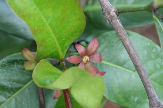 Image of Portlandia grandiflora L.