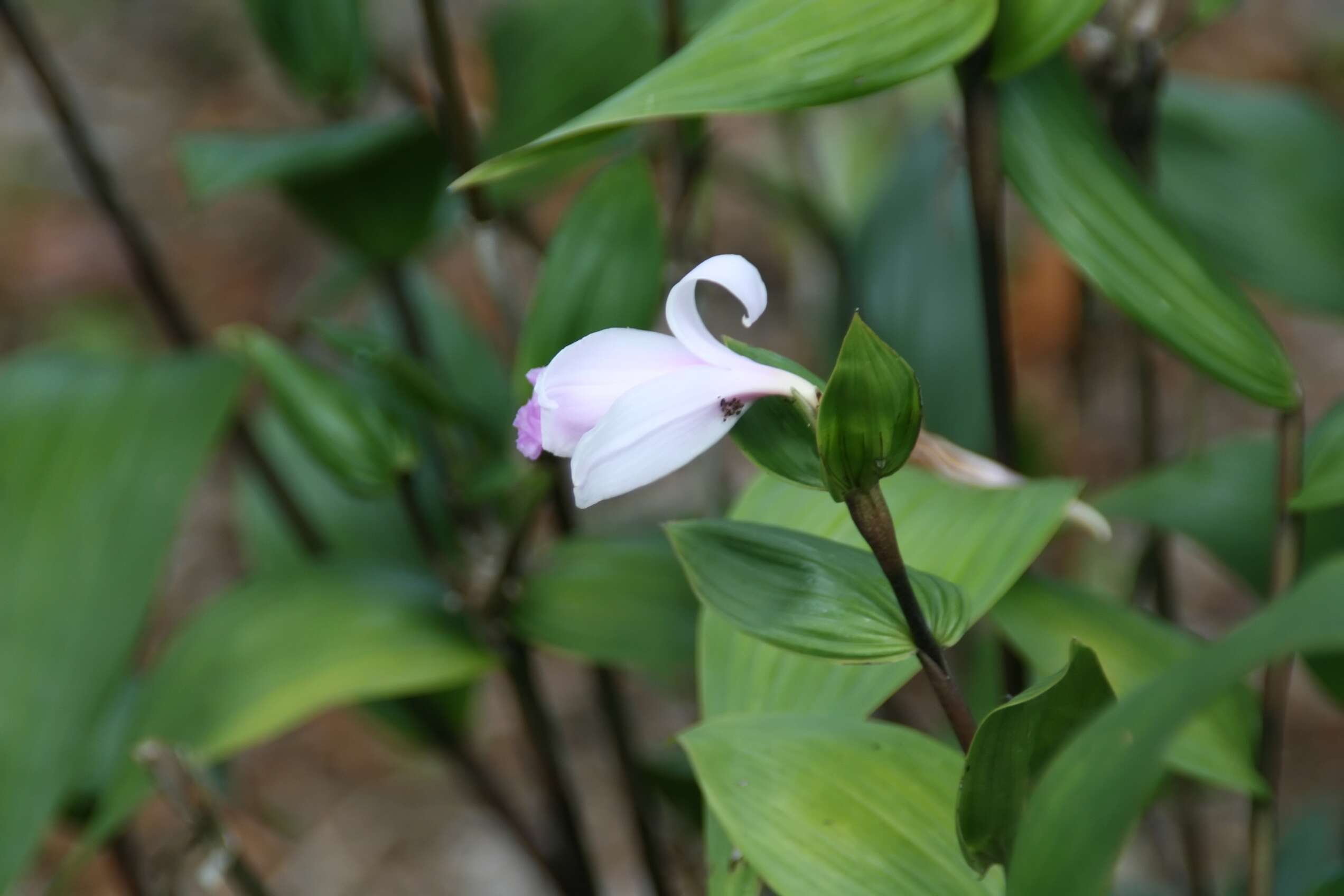 Image of Sobralia decora Bateman