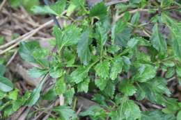 Image of light-blue snakeweed