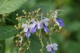 Image of Blue cat's whiskers