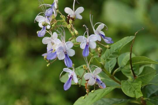 Image of Blue cat's whiskers