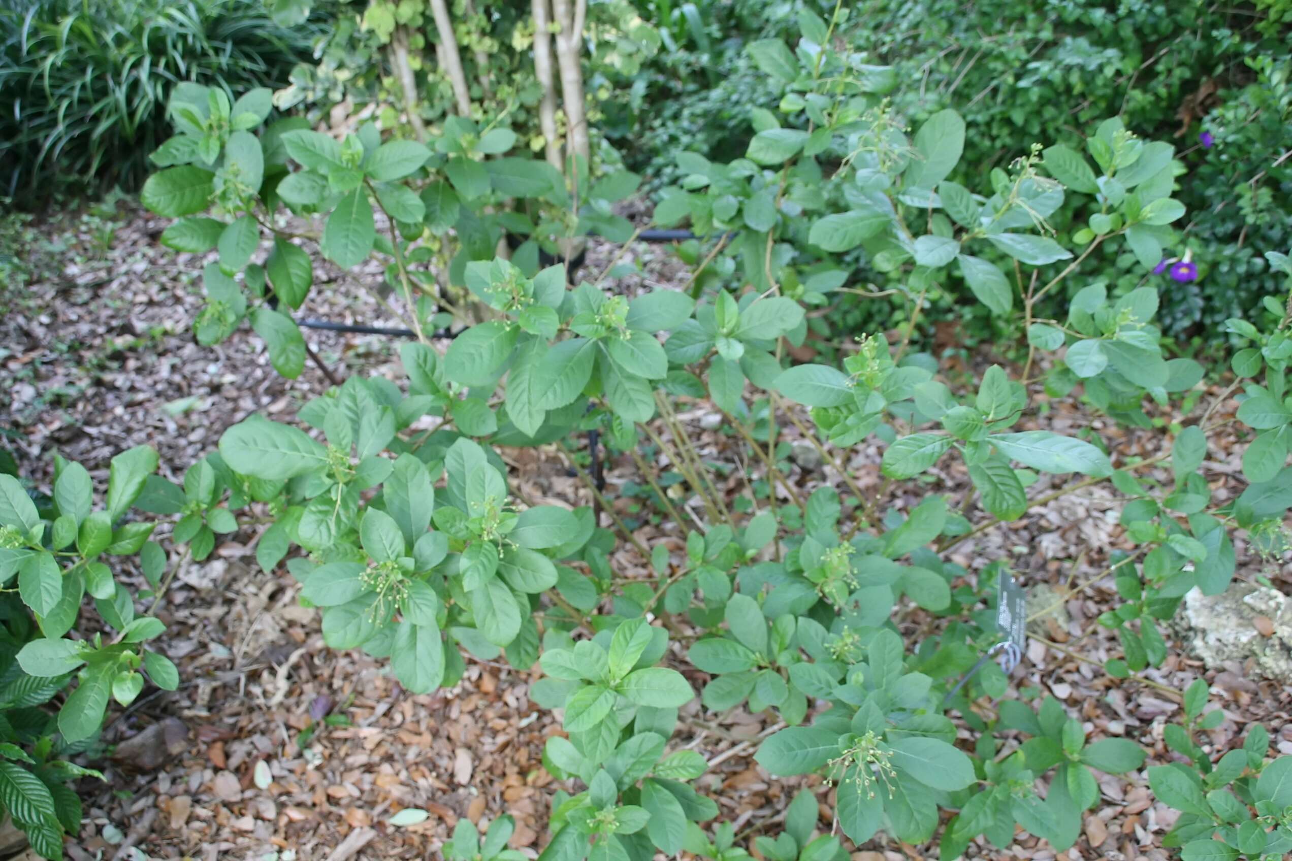 Image of Blue cat's whiskers