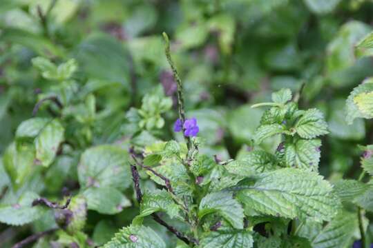 Image of nettleleaf velvetberry