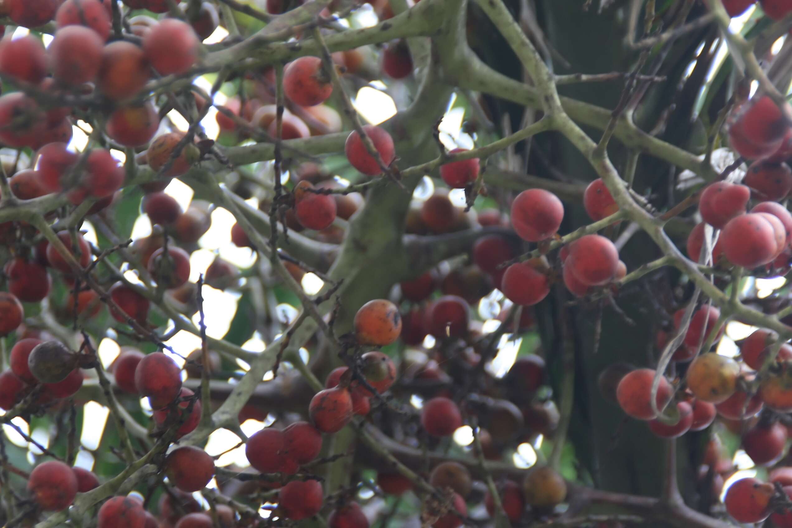 Image of Florida cherry palm