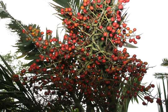 Pseudophoenix sargentii H. Wendl. ex Sarg. resmi