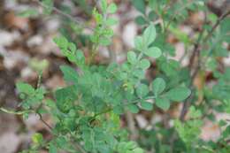 Image of lime pricklyash